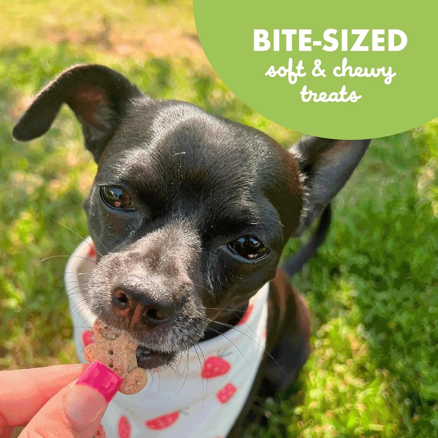 Buddy Softies – Bite-Sized, Soft & Chewy Dog Treats - Natural Roasted Chicken Flavor