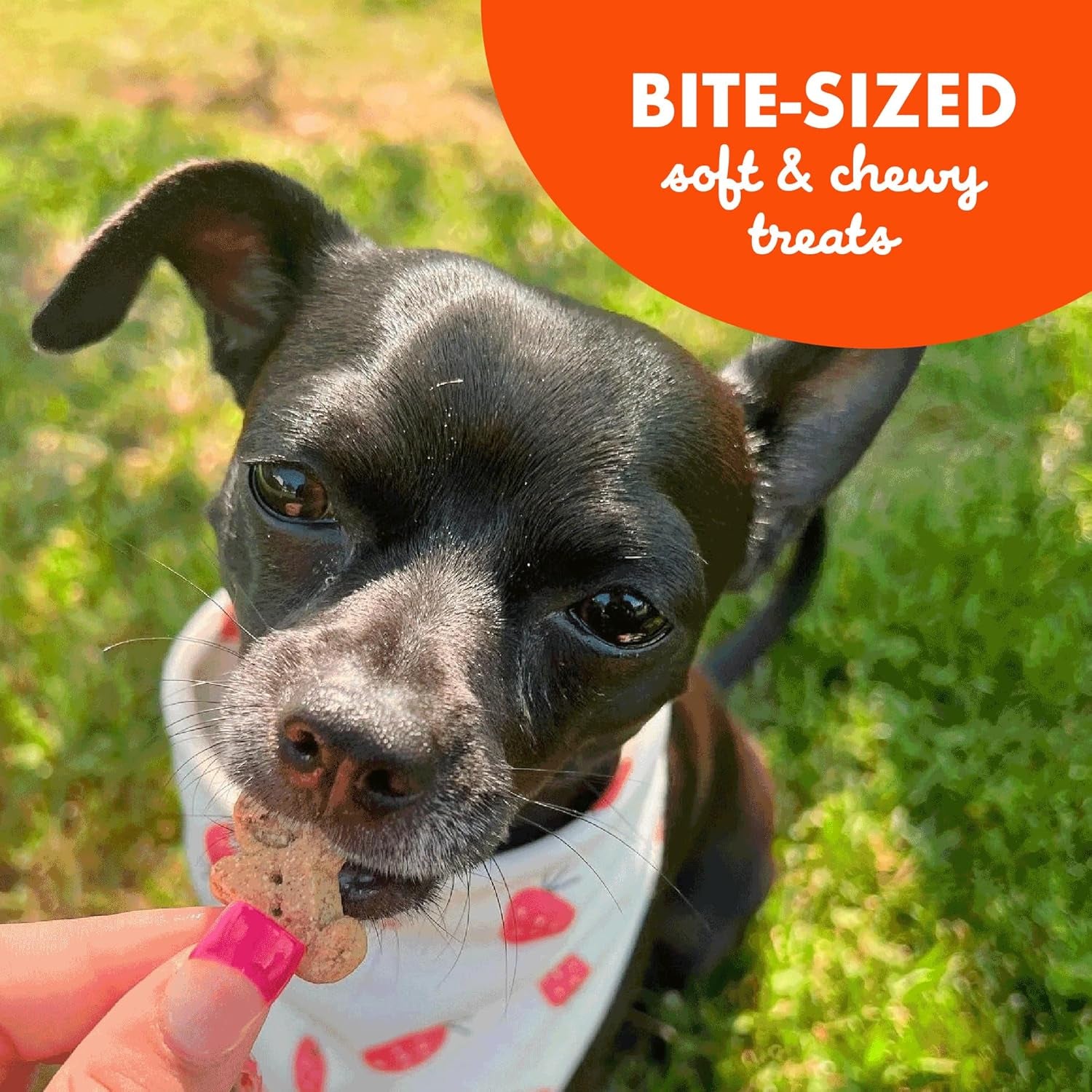 Buddy Softies – Bite-Sized, Soft & Chewy Grain-Free Dog Treats